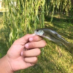 Meet your Posher, Aviahn